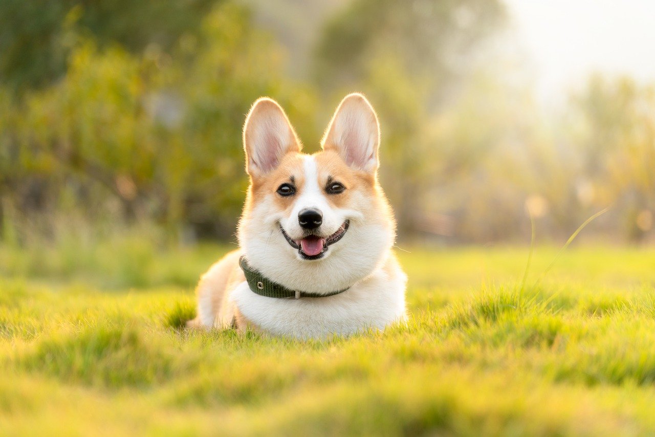 犬の食事にも取り入れたいファイトケミカルの効果とは