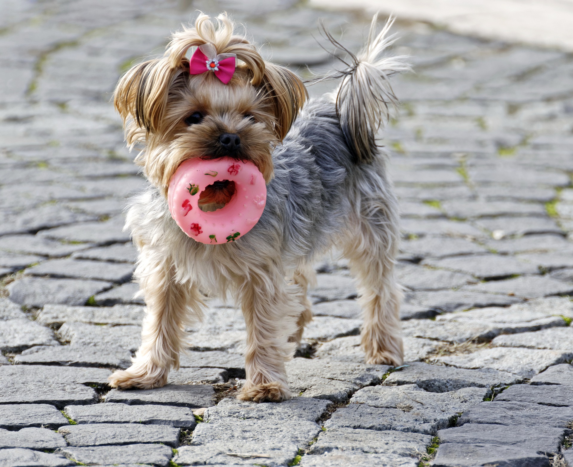 ブラッシングだけで犬の抜け毛は予防できる?お手入れのポイント