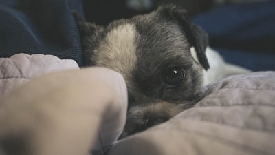 玄関で飼い主の帰りを待つ愛犬の心理