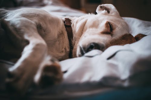 寝不足?犬からのサインは?どうしたら眠れる?