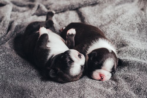寝不足?犬からのサインは?どうしたら眠れる?