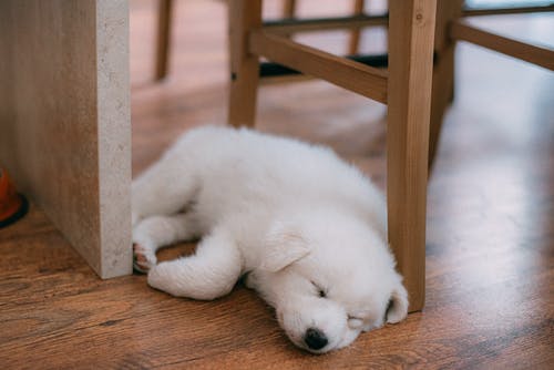 寝不足?犬からのサインは?どうしたら眠れる?
