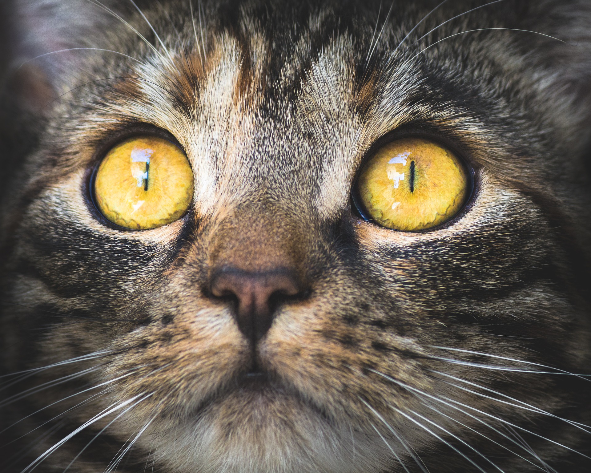 猫の目ヤニがひどい時に考えられる原因は?目のケアのポイント