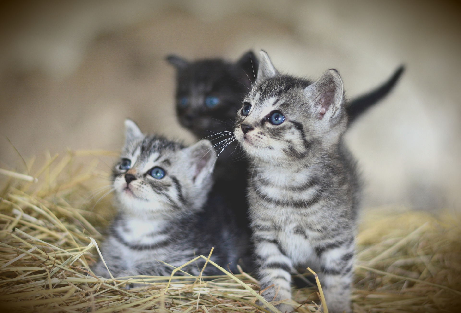 猫同士が喧嘩をしてしまう!多頭飼育によるトラブル対策あれこれ