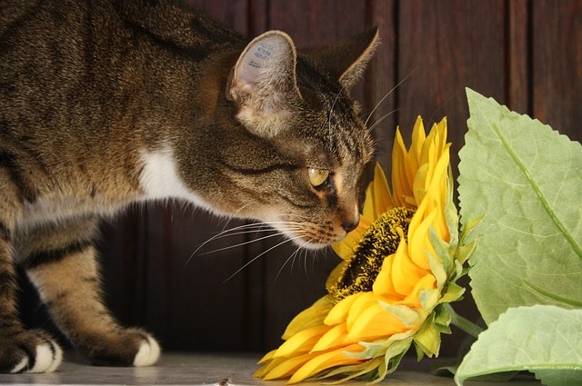 猫のいる部屋で植物を育てる方法は?植物の置き方など紹介