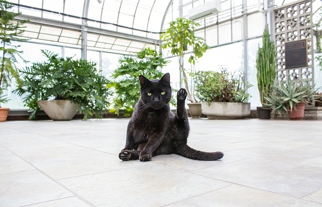 猫のいる部屋で植物を育てる方法は?植物の置き方など紹介
