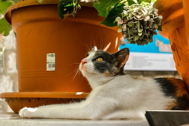 猫のいる部屋で植物を育てる方法は?植物の置き方など紹介