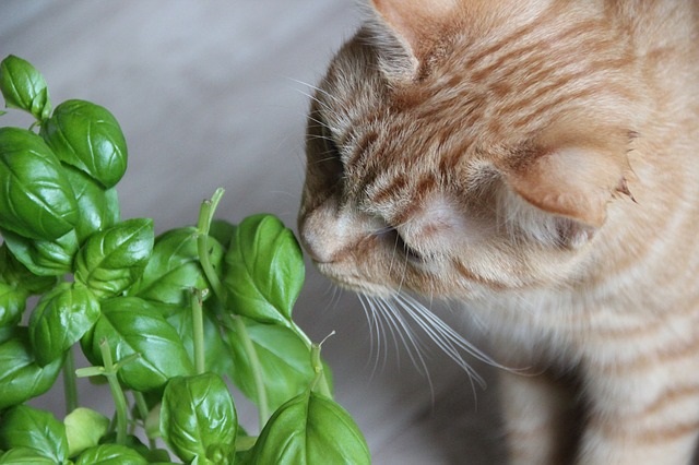 猫のいる部屋で植物を育てる方法は?植物の置き方など紹介
