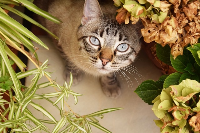 猫のいる部屋で植物を育てる方法は？植物の置き方など紹介