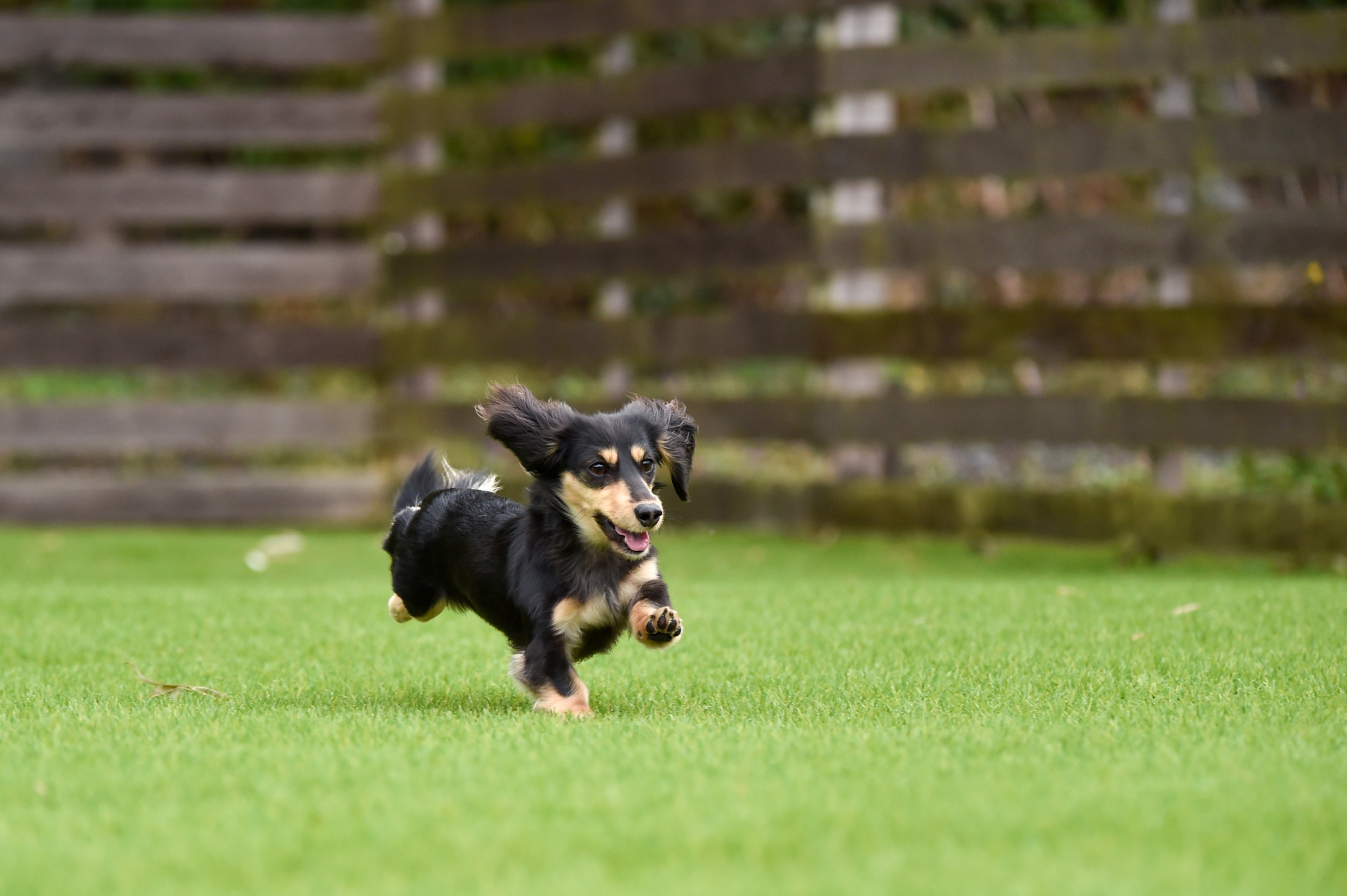 犬の椎間板ヘルニアの診断や起りやすい犬種と治療法