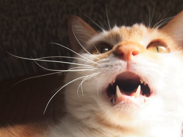 猫の噛みつきを広い心で考える