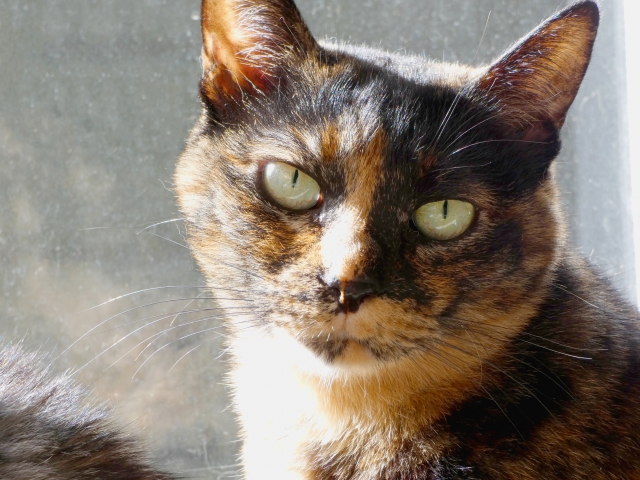 猫の噛みつきを広い心で考える