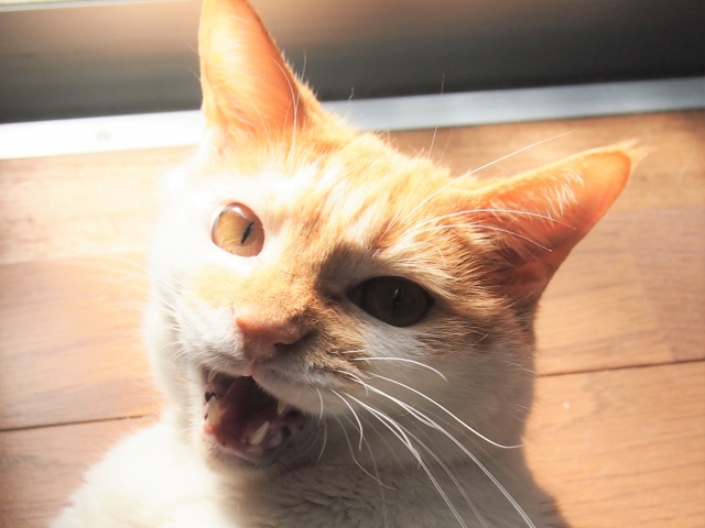 猫の噛みつきを広い心で考える