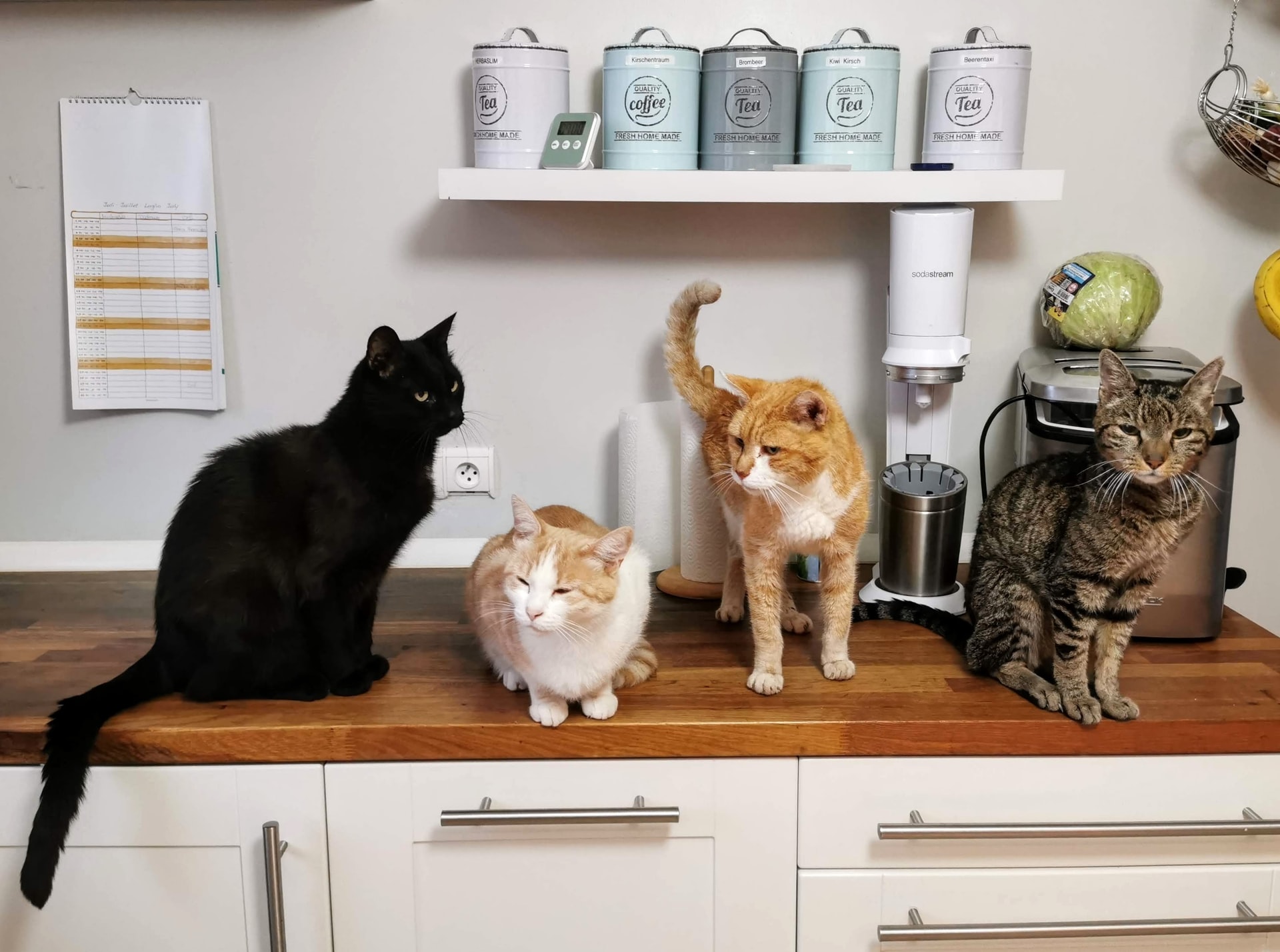 猫のお留守番!お家で安全に過ごせるようにやっておきたいこと