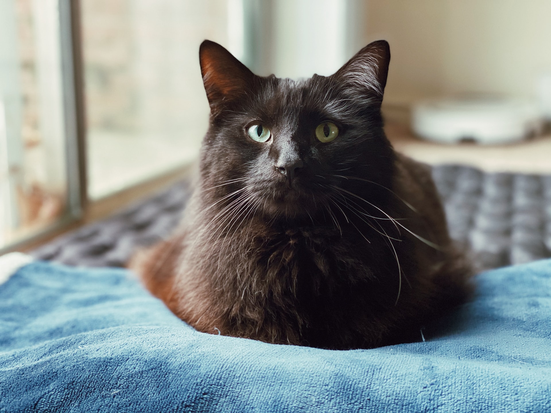 猫のお留守番!お家で安全に過ごせるようにやっておきたいこと