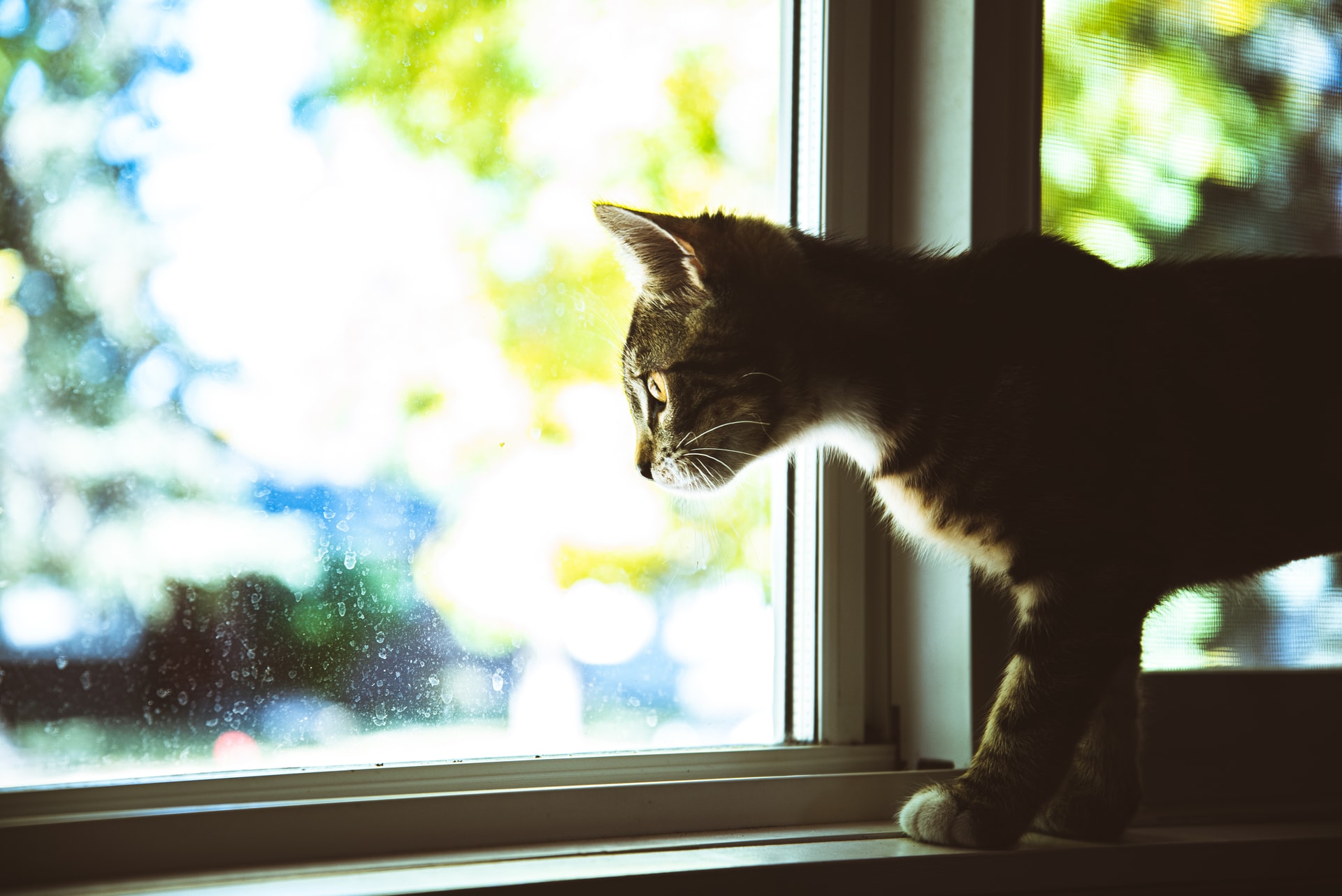 猫のお留守番!お家で安全に過ごせるようにやっておきたいこと