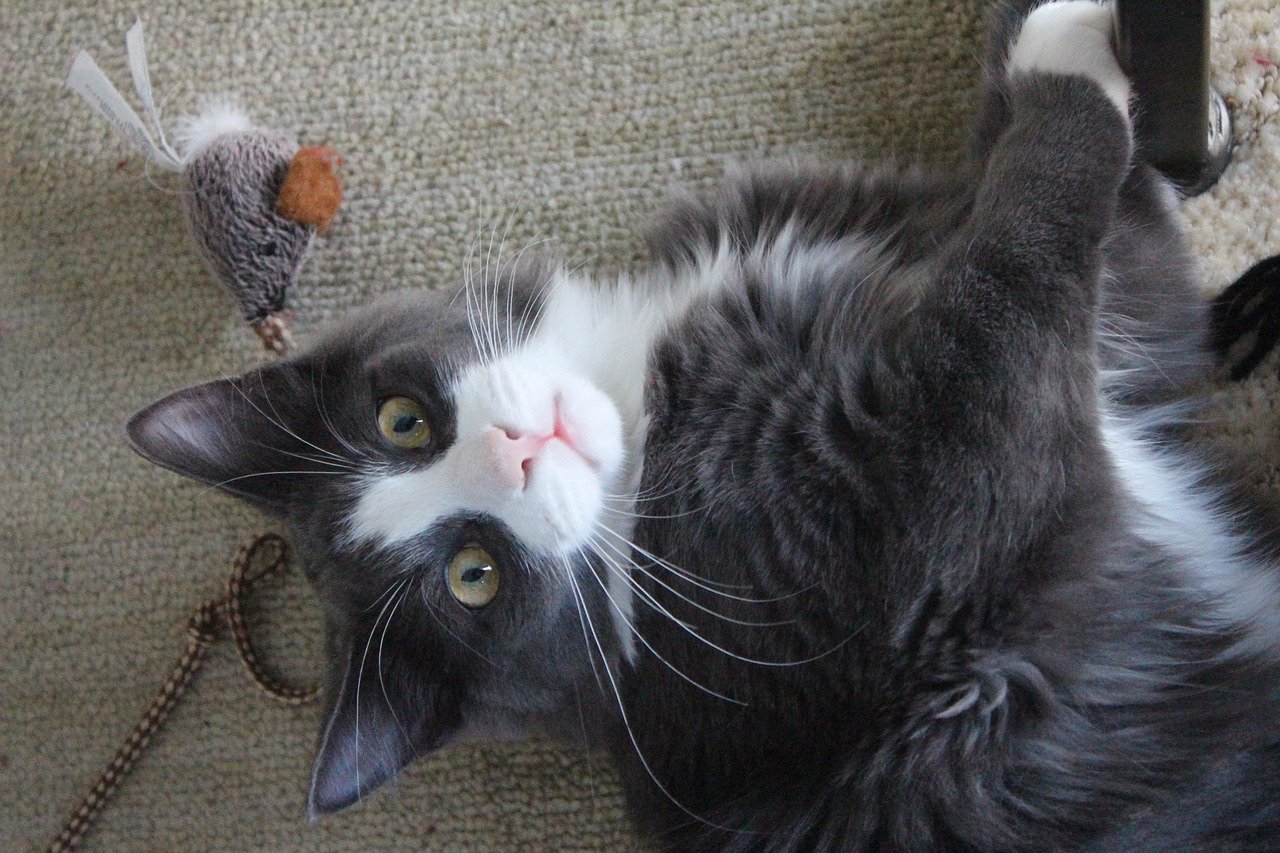 猫のお留守番!お家で安全に過ごせるようにやっておきたいこと