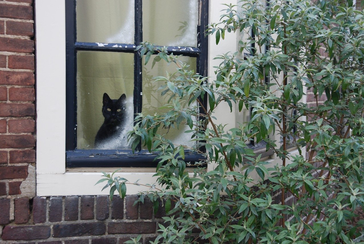 猫のお留守番！お家で安全に過ごせるようにやっておきたいこと