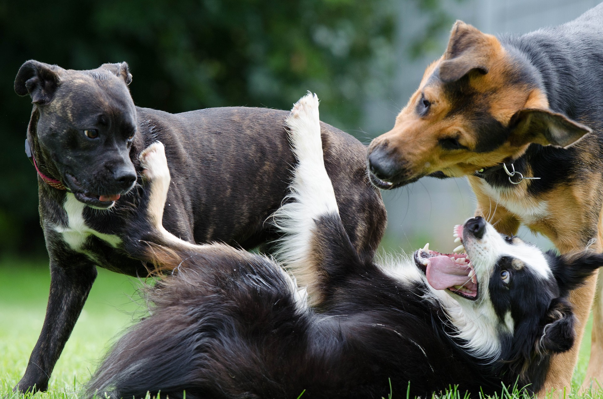 吠える!飛びつく!興奮しすぎる犬を落ち着かせたい