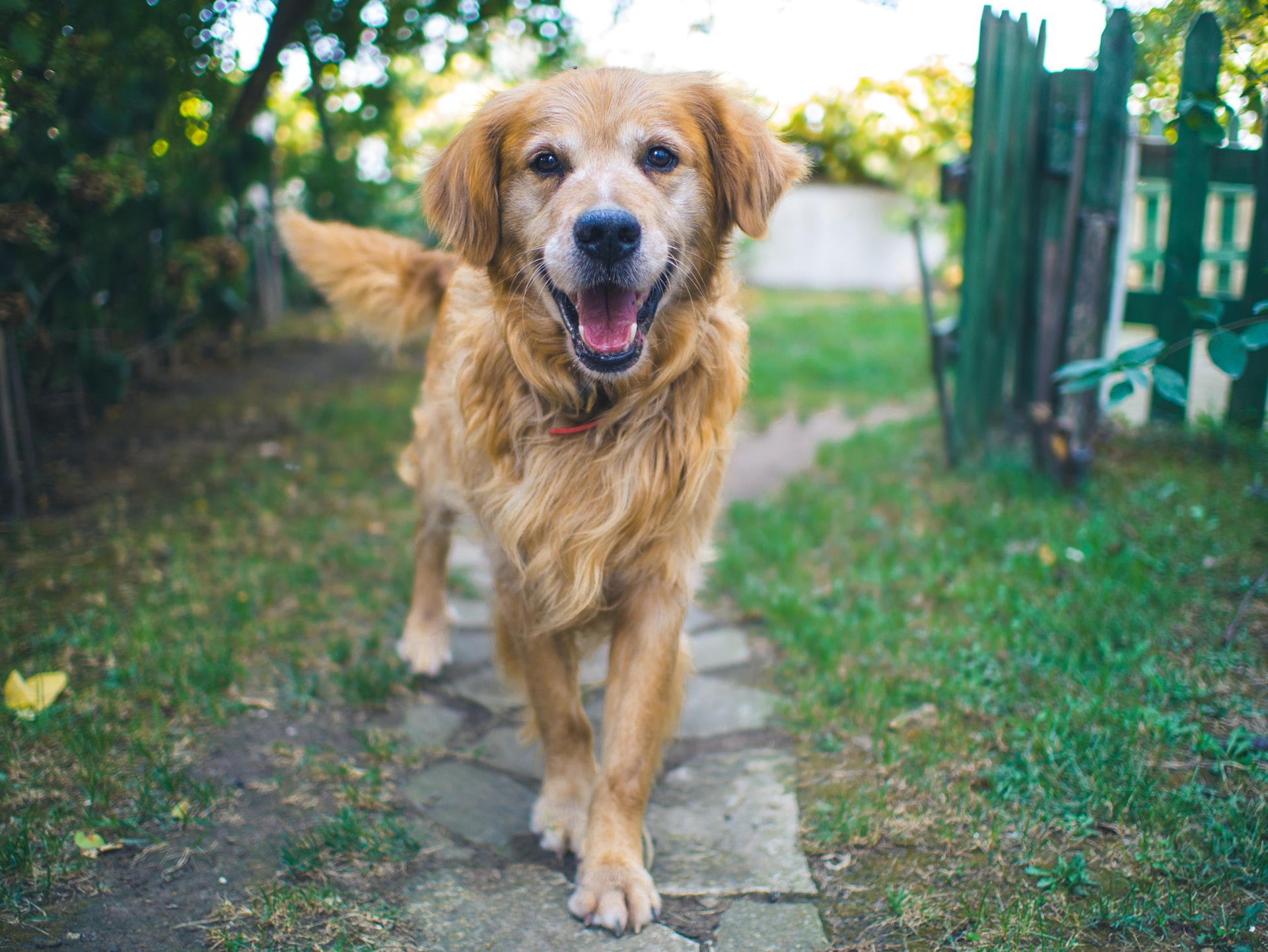吠える!飛びつく!興奮しすぎる犬を落ち着かせたい