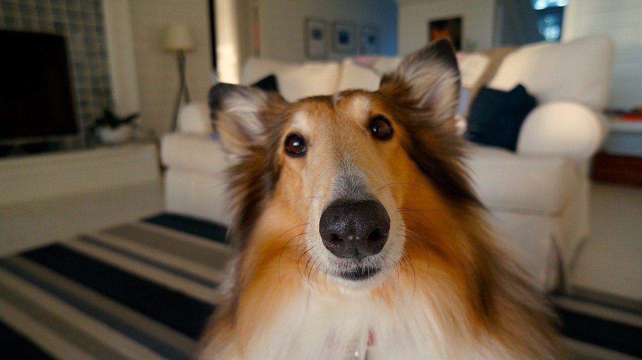 吠える!飛びつく!興奮しすぎる犬を落ち着かせたい