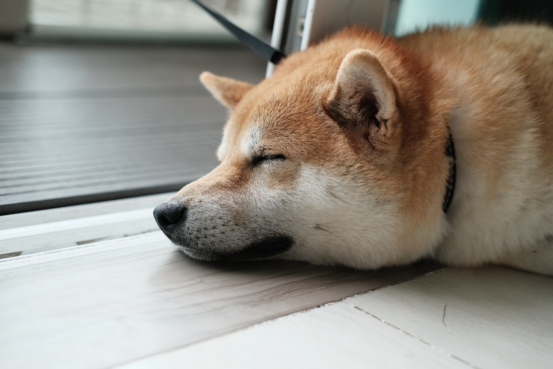 犬が高齢になったらやっておきたい!安全・快適なお部屋作り