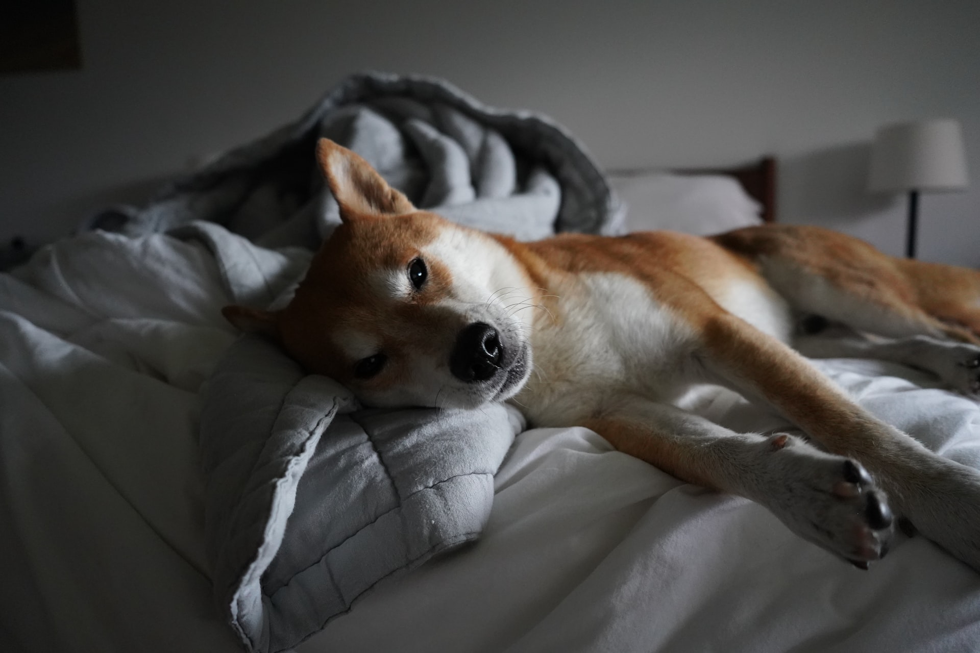 犬が高齢になったらやっておきたい!安全・快適なお部屋作り