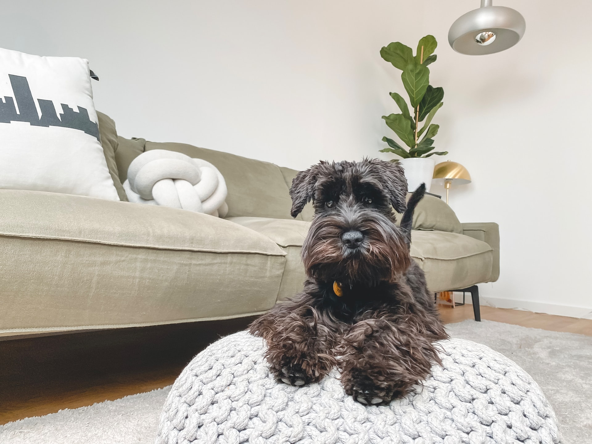 犬が高齢になったらやっておきたい！安全・快適なお部屋作り