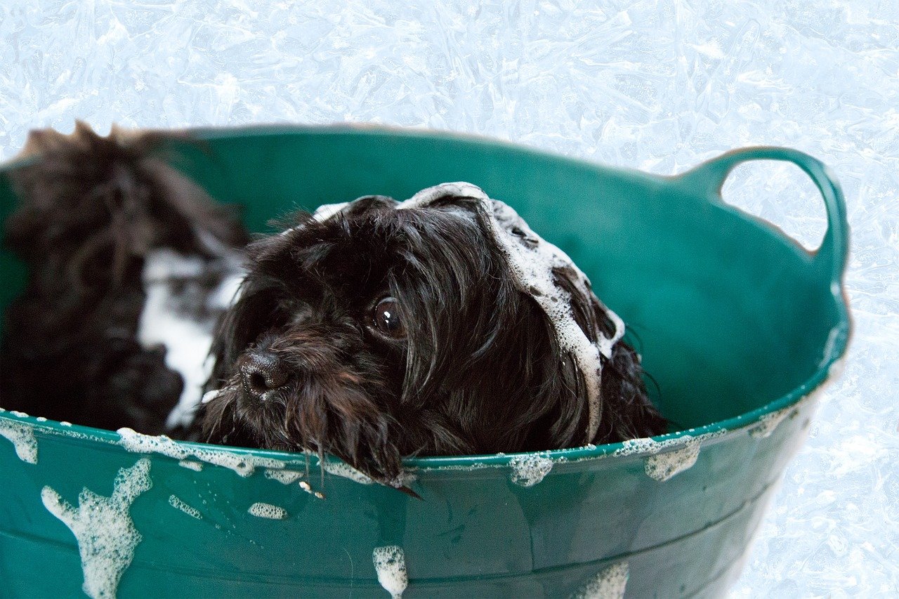 犬の体臭が気になる?腸内環境と体臭の関係性と臭い対策