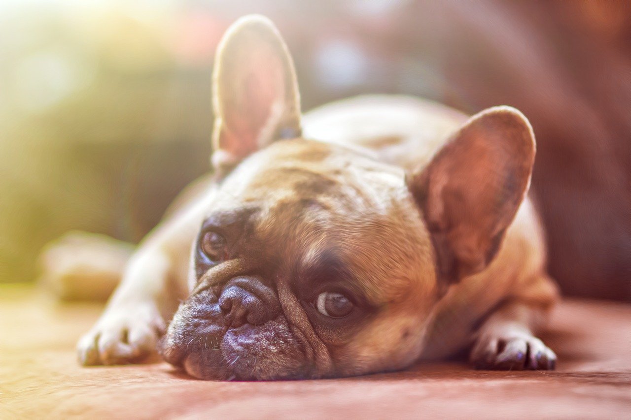 犬の体臭が気になる?腸内環境と体臭の関係性と臭い対策