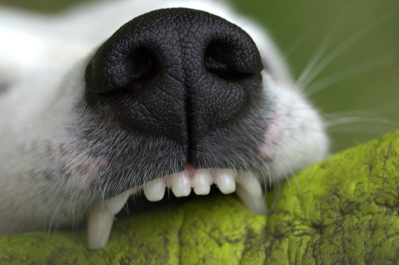 犬の体臭が気になる?腸内環境と体臭の関係性と臭い対策