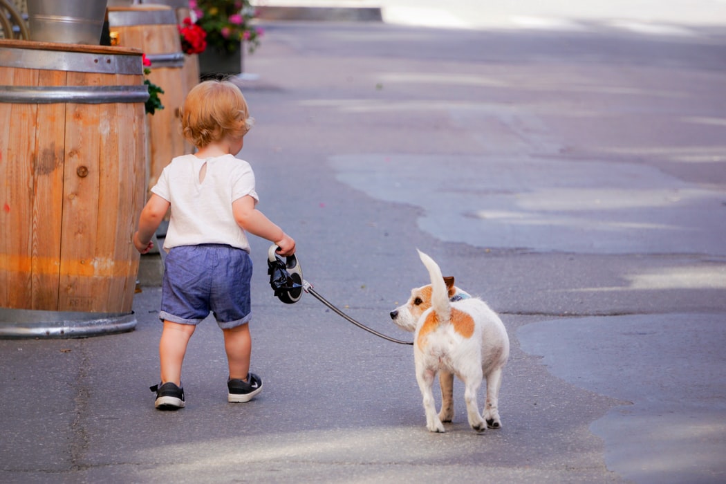 愛犬の脳に刺激のある散歩をしよう