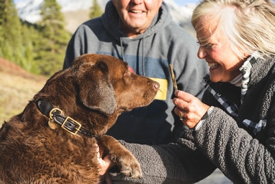 愛犬の脳に刺激のある散歩をしよう