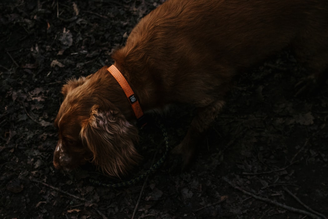 愛犬の脳に刺激のある散歩をしよう