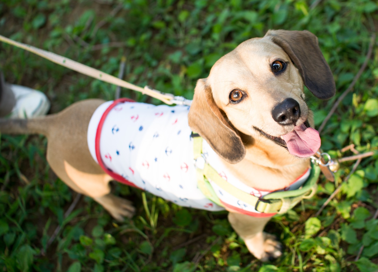 犬によって違う!獣医師が勧めるピッタリのフィラリアのお薬はどれ?