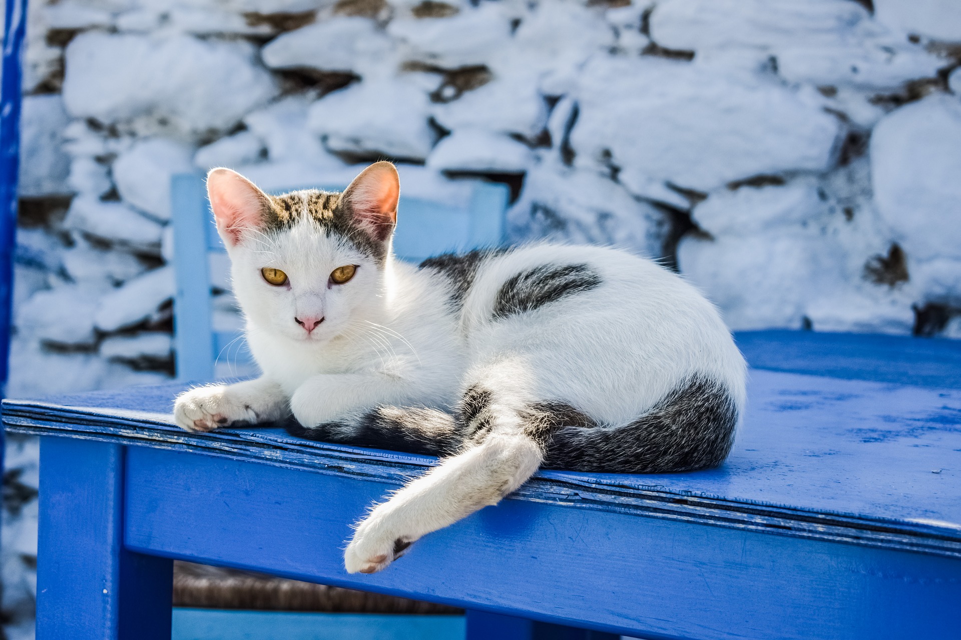 猫にスポーツ飲料は飲ませてOK?活用法を紹介