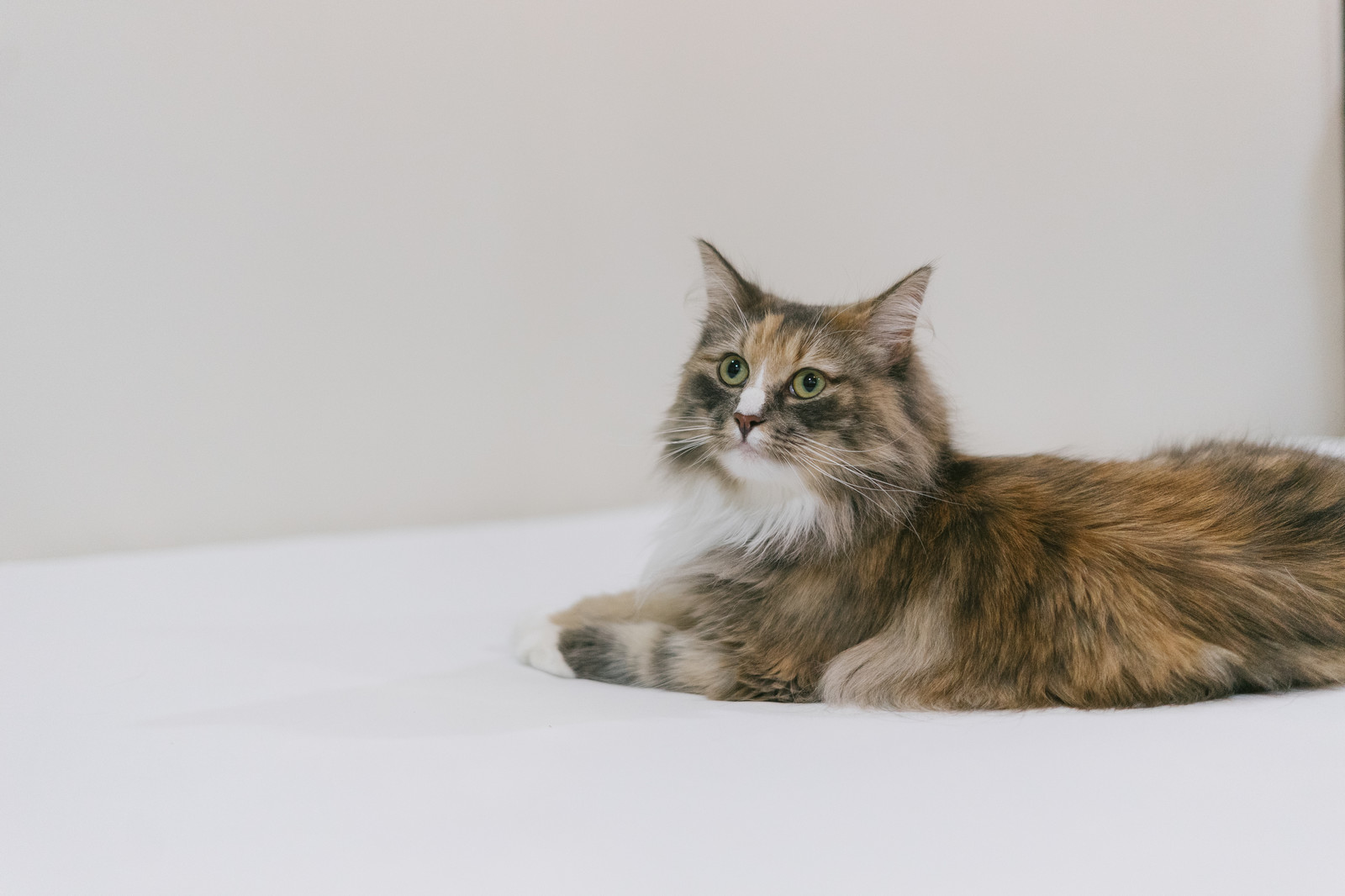 猫の腎臓病と膀胱炎の治療食について。