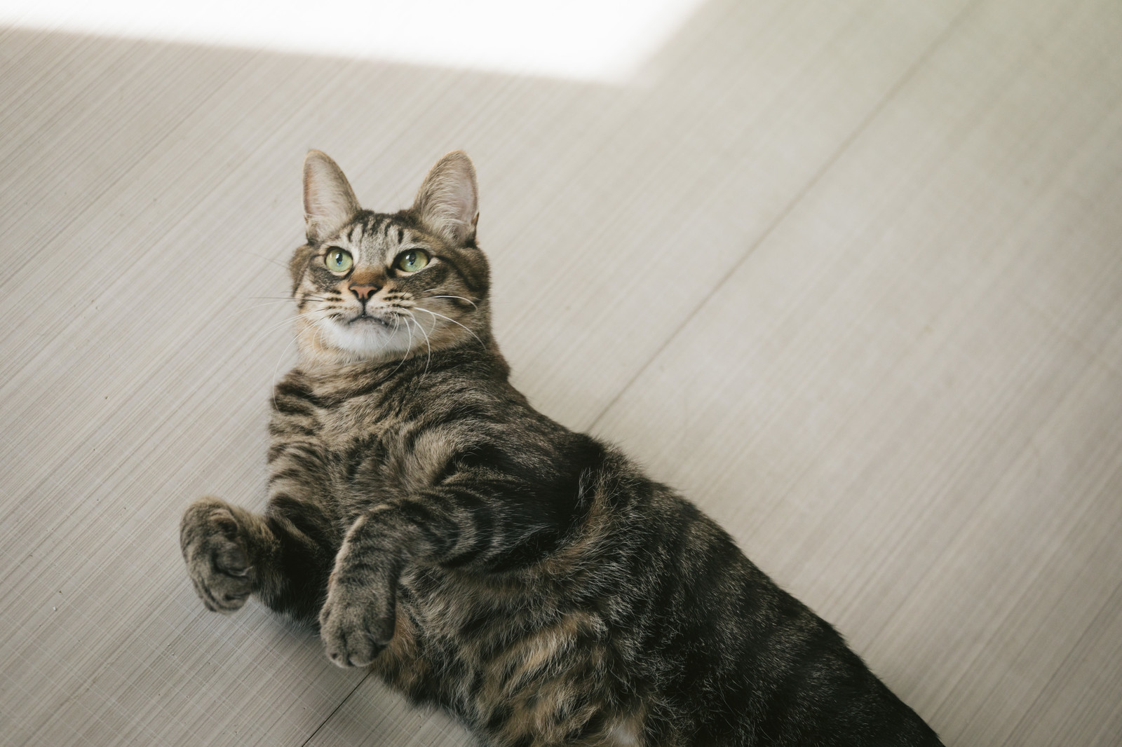 猫の腎臓病と膀胱炎の治療食について。