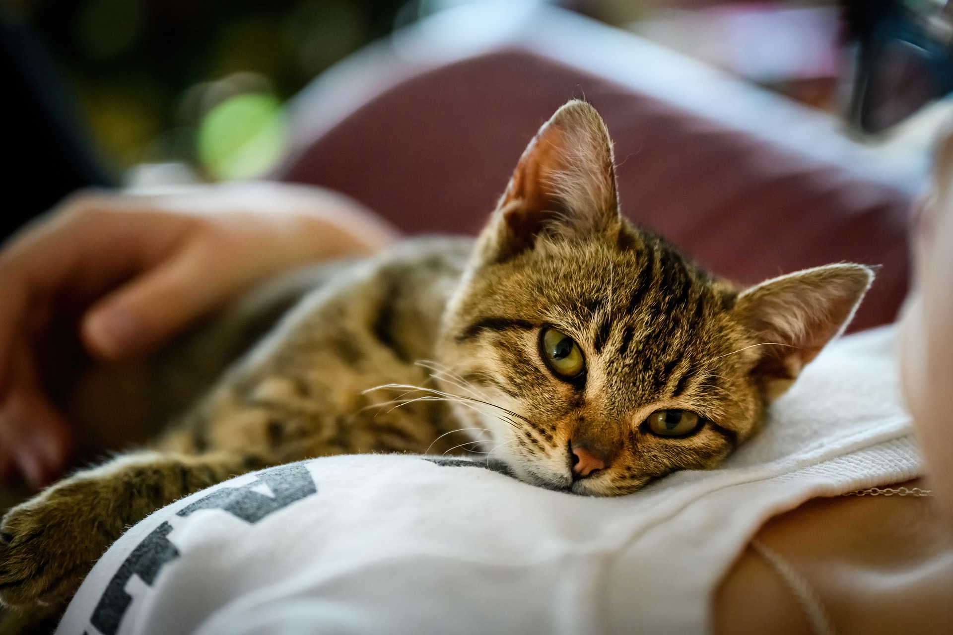 愛猫が見せる病気のサインは?知りたいサイン7選