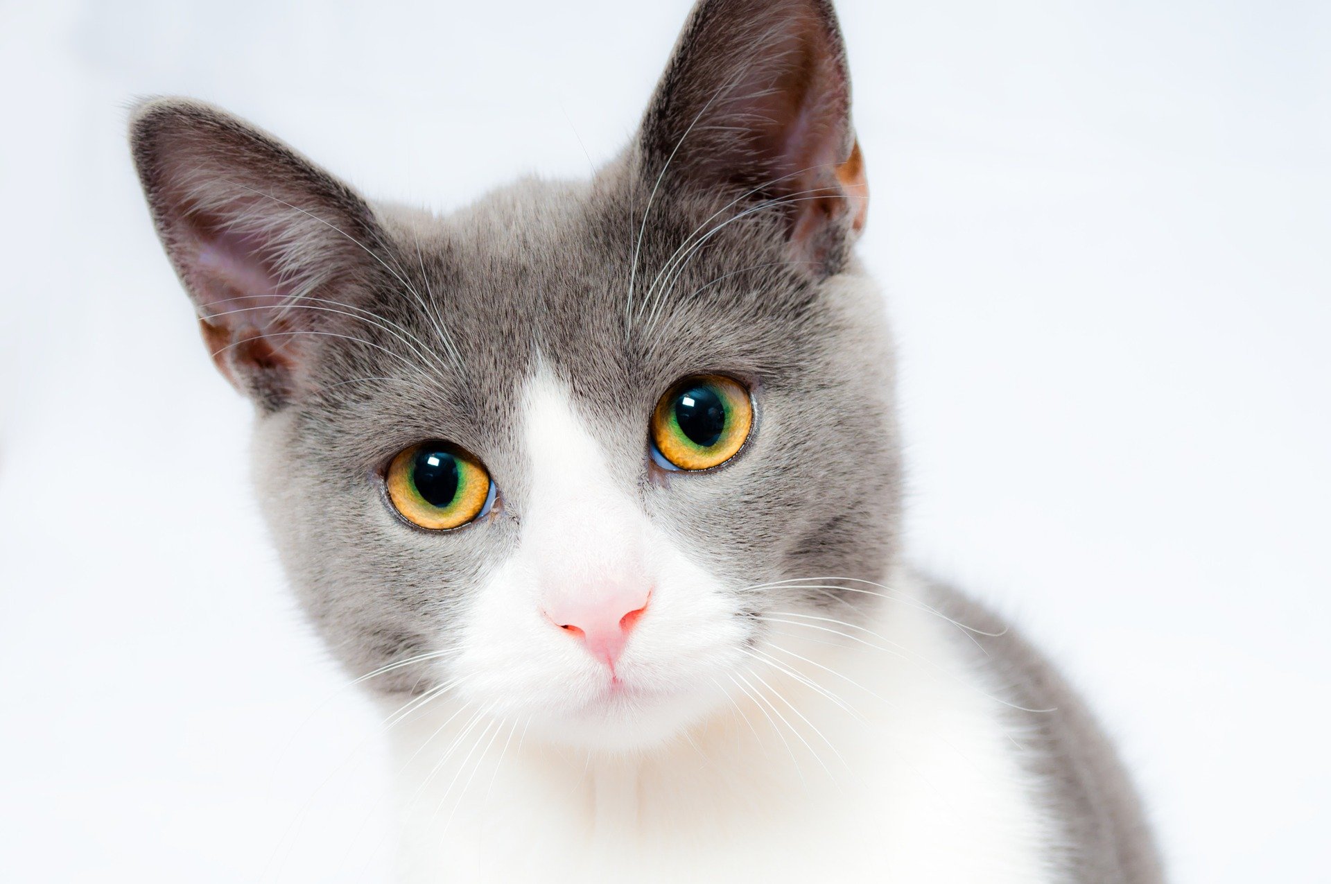 猫の抜け毛対策をしたい!ブラッシングの頻度は?