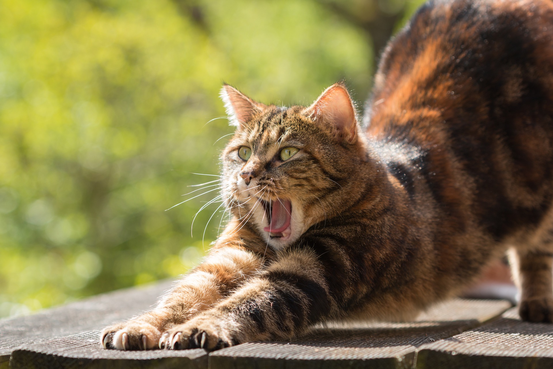 猫に歯磨き粉は使える?口内の健康のためにしたいこと