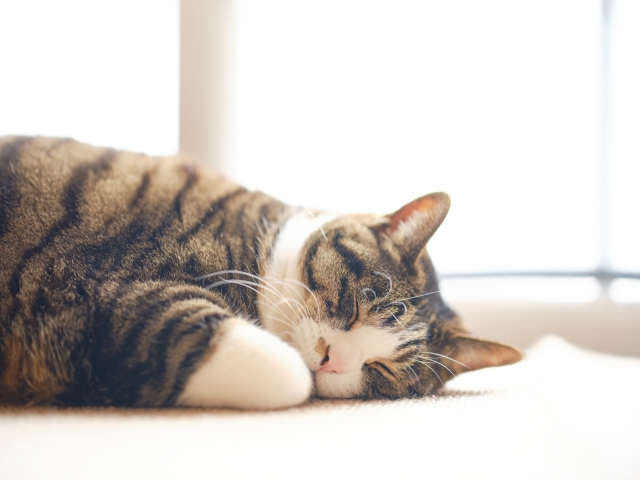 猫は本当に、よく寝る動物なのか?