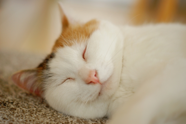 猫は本当に、よく寝る動物なのか?