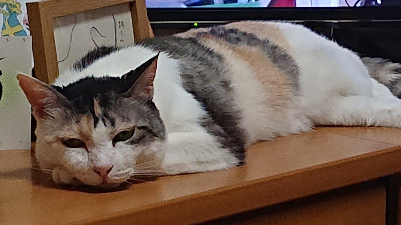 猫は本当に、よく寝る動物なのか?