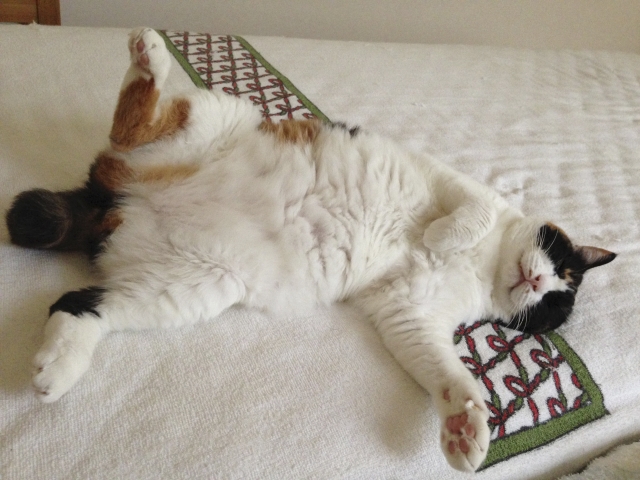 猫は本当に、よく寝る動物なのか?