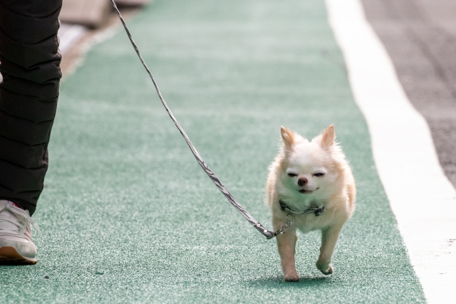 首輪とハーネス、愛犬のお散歩にはどっちがいい?