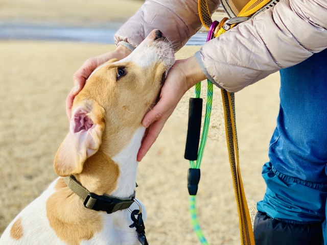 首輪とハーネス、愛犬のお散歩にはどっちがいい?