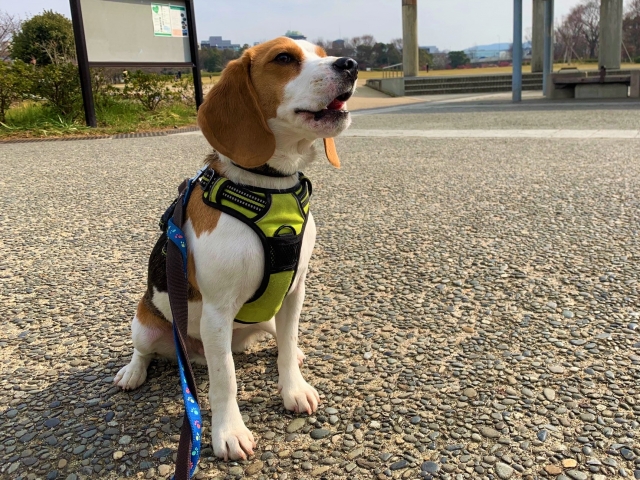 首輪とハーネス、愛犬のお散歩にはどっちがいい?