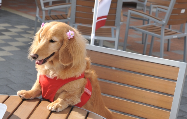 首輪とハーネス、愛犬のお散歩にはどっちがいい?