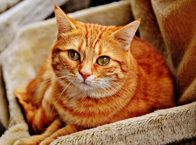 猫も熱中症になる?!夏になったら要注意、飼い主さんができること